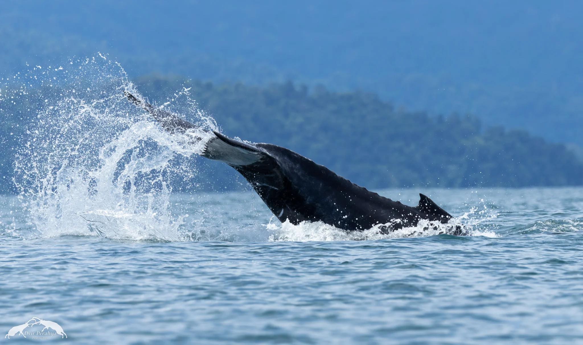 Humpback, Uvita